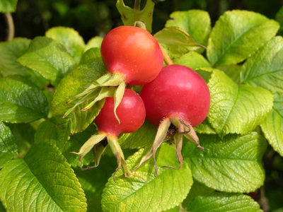 Rose Hips
